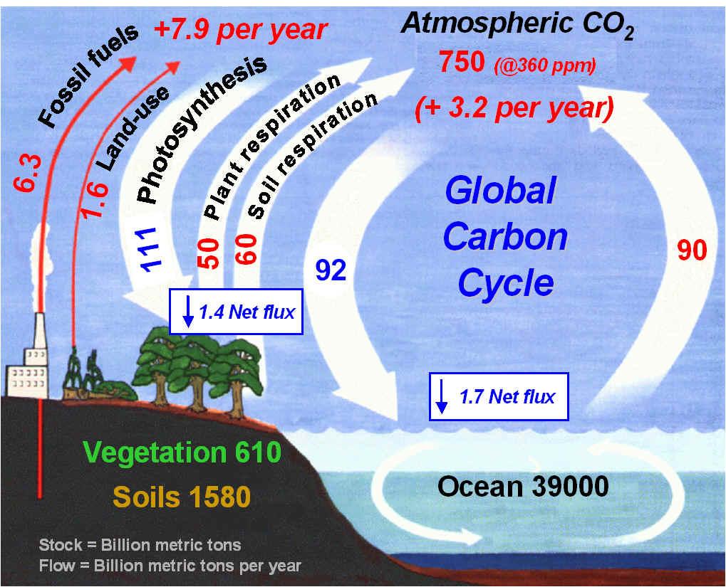 Carbon cycle