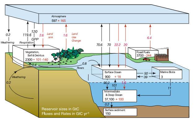 carbon cycle